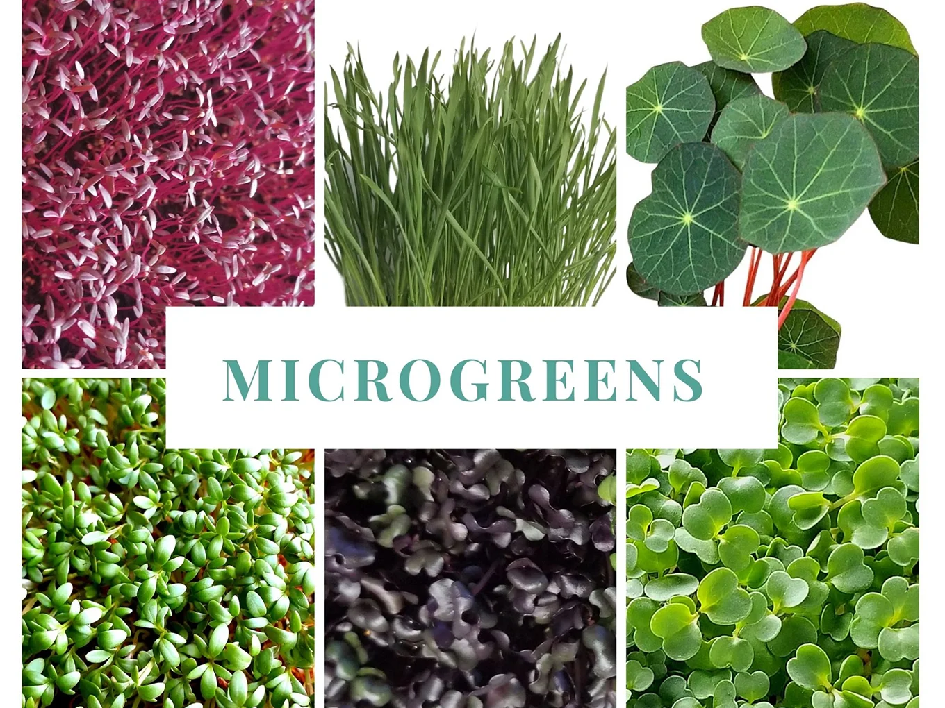 EcoGrow - thumbnail 2