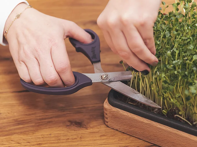 Evolve Garden - thumbnail 2