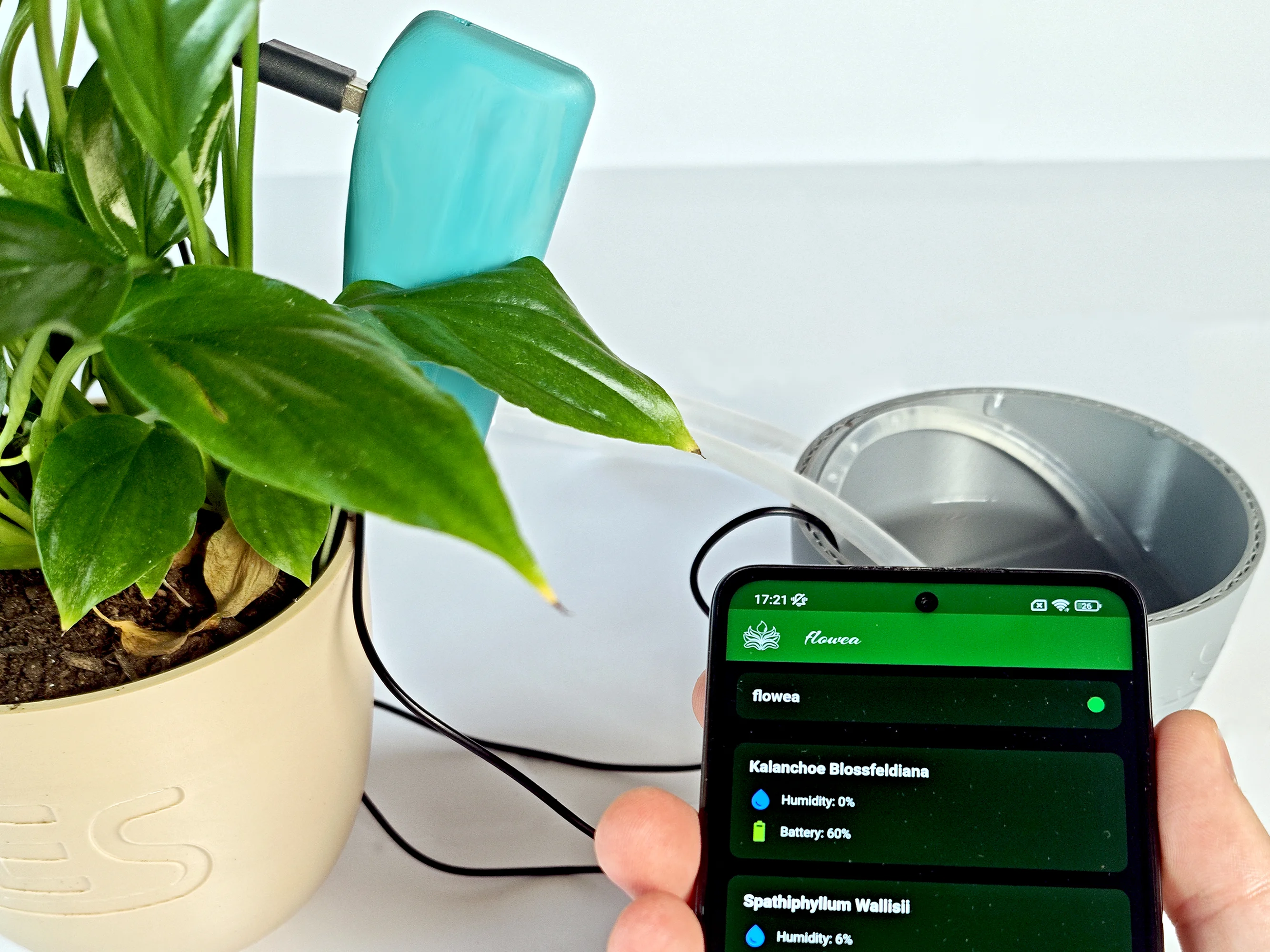 flowea - thumbnail 2