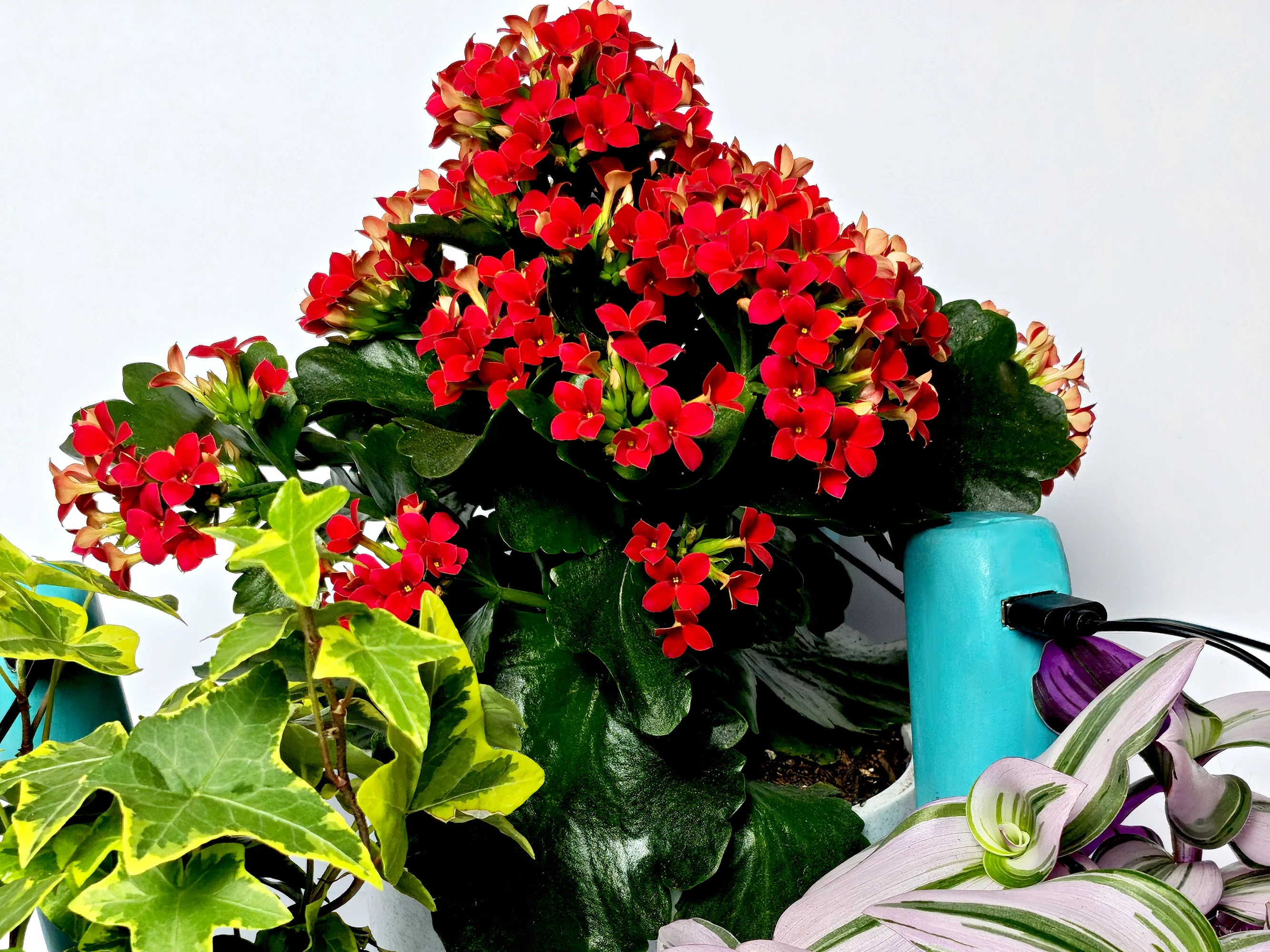 flowea - thumbnail 3