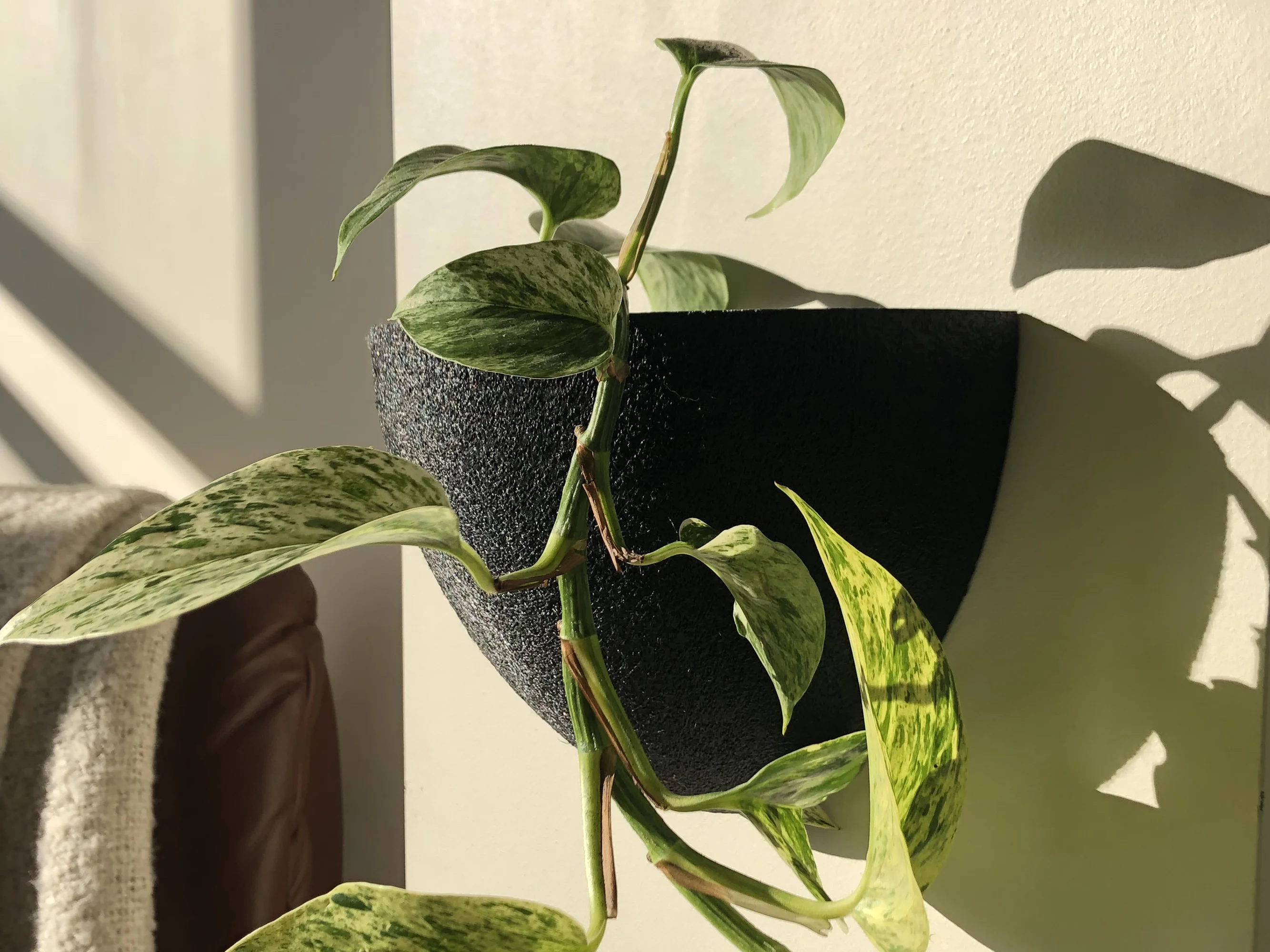 Gecko Planters - thumbnail 2