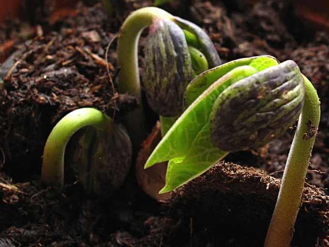 Build Your Greenhouse - thumbnail 3