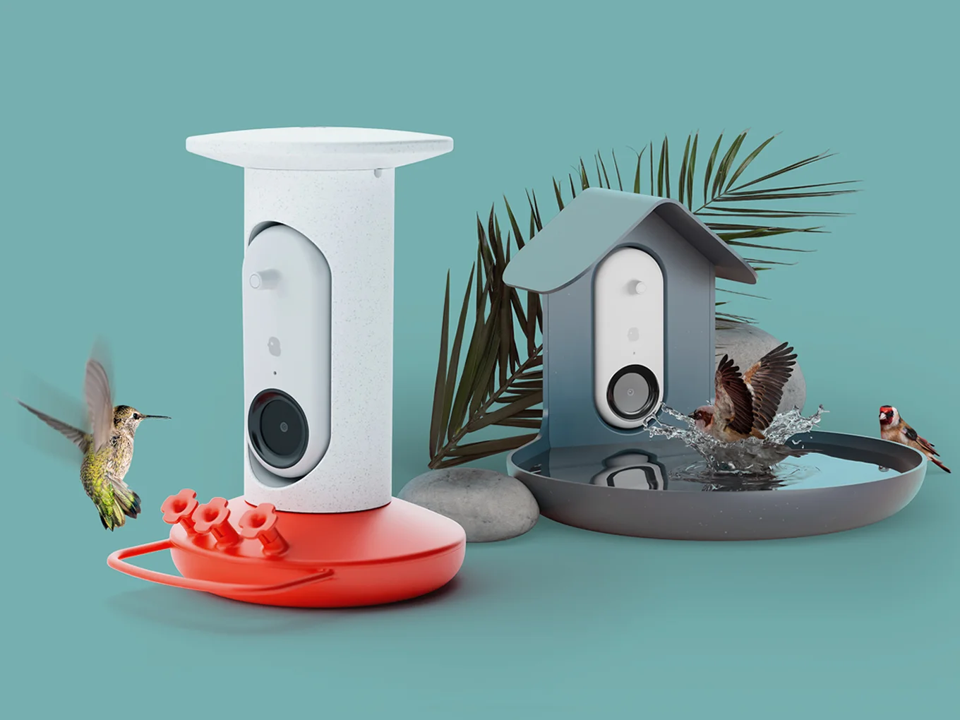 Bird Buddy: Summer of Birding