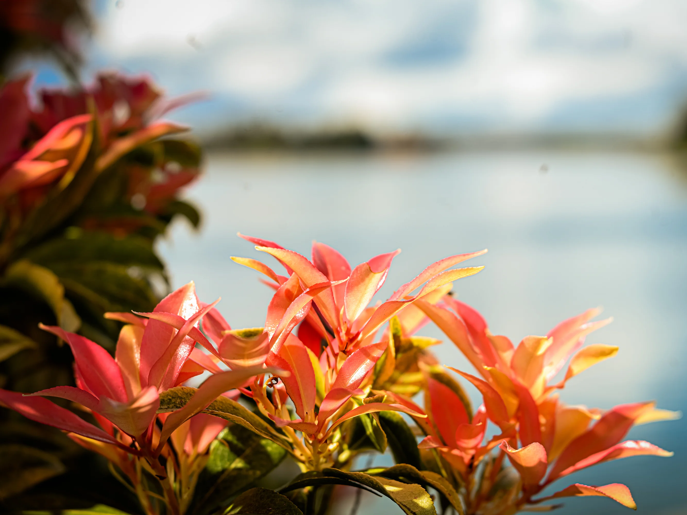 Lake Tapps/Mt. Rainier Photobook