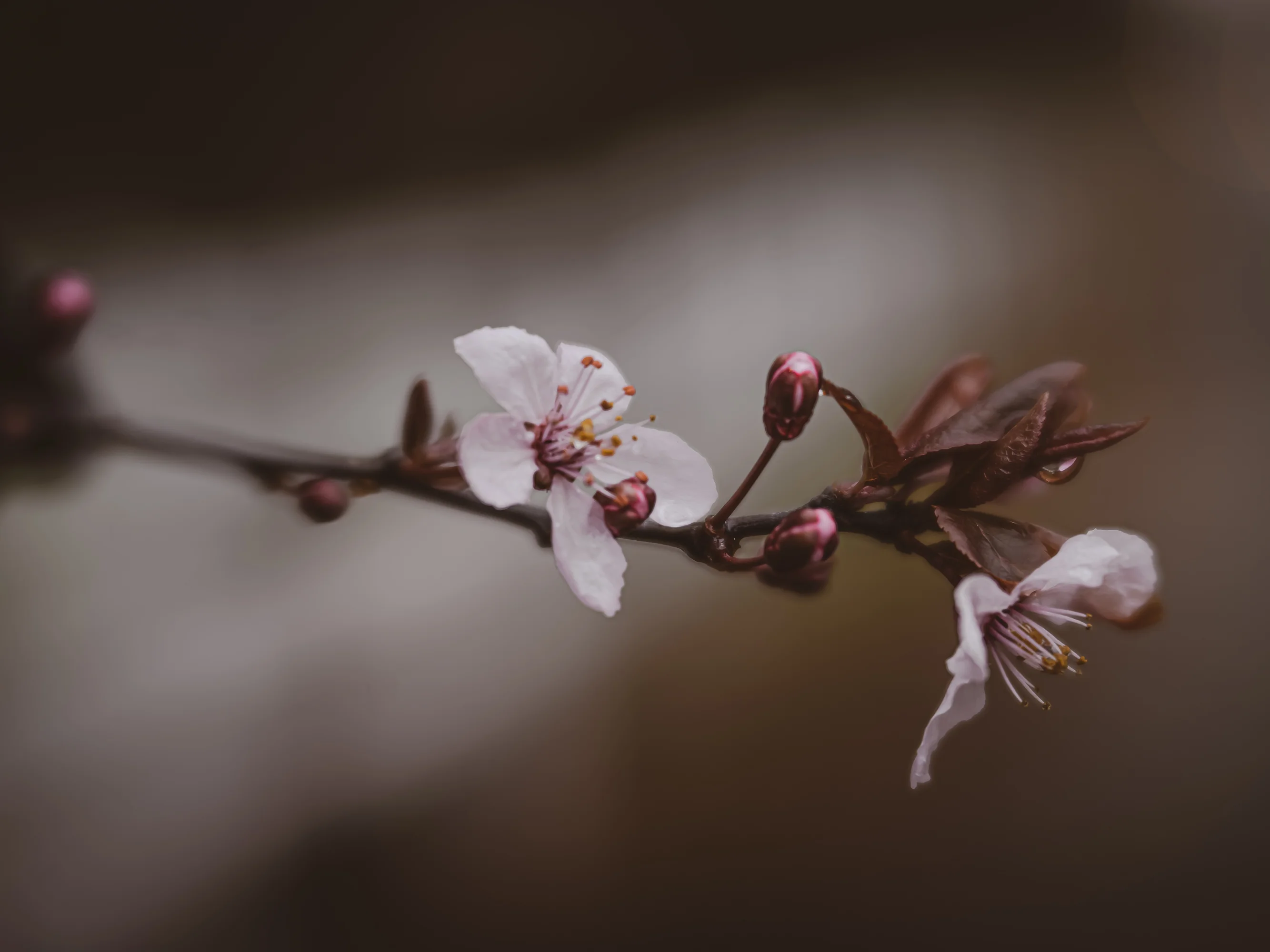 Lake Tapps/Mt. Rainier Photobook - thumbnail 2