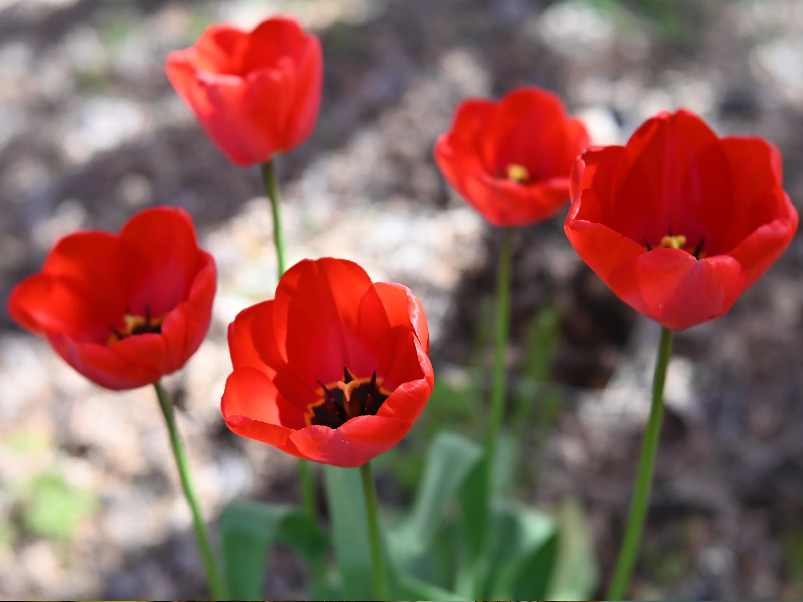 Lake Tapps/Mt. Rainier Photobook - thumbnail 3