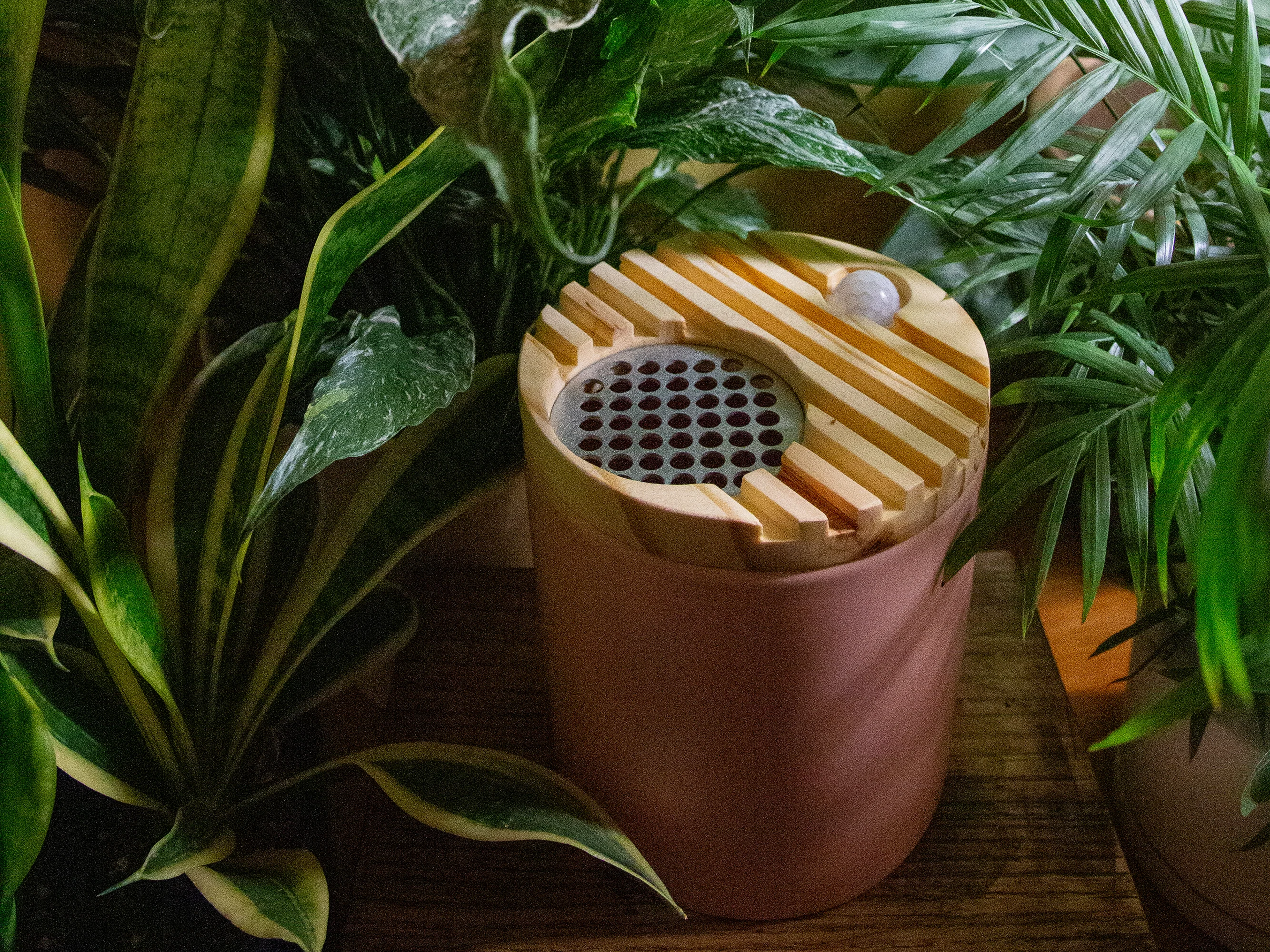 Sprout Houseplant Tender