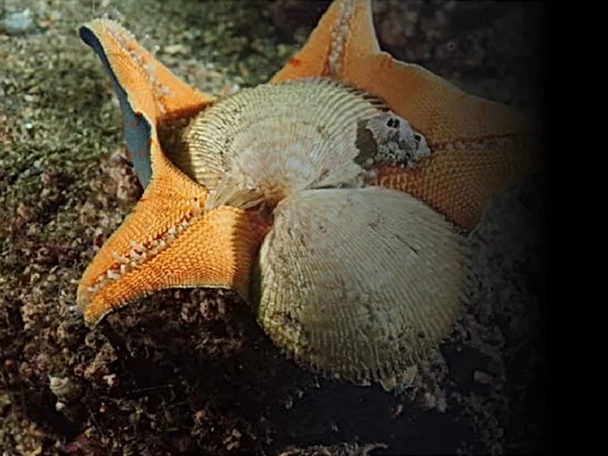 World's First De-icer using Starfish - thumbnail 3